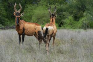 Hartebeest