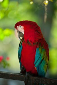 Macaw