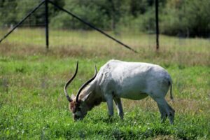 Addax Antelope