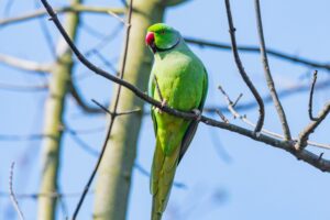 Indian Ringneck Parakeet