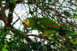 Birds That Can Talk Like Humans