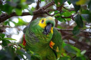 Amazon parrot