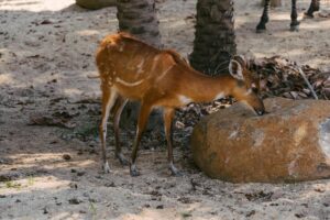 Zambezi Sitatunga