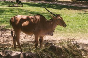 East African Oryx