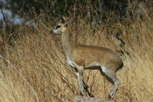 Klipspringer