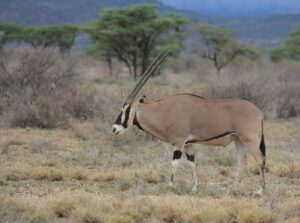 Common Eland