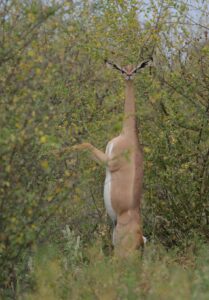 Gerenuk Standing