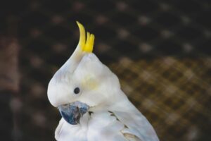 Cockatoo