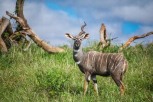 Lesser Kudu with one horn