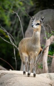 Klipspringer Antelope