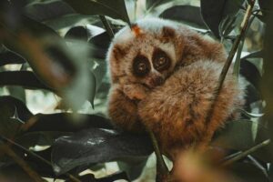 Slow loris