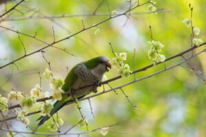 Quaker Parrot