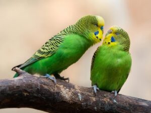 Green Budgerigar Parrots