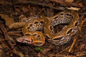 Madagascar Ground Boa