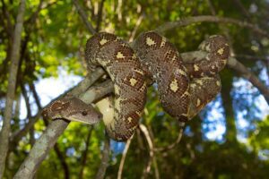 Madagascar Tree Boa