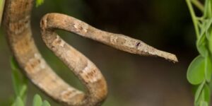 Madagascar Leaf-nosed Snake