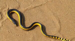 Yellow-bellied Sea Snake