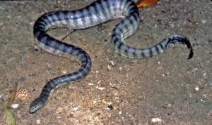 Hook-nosed Sea Snake