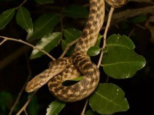 Malagasy Cat-eyed Snake