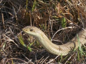 Blonde Hognose Snake