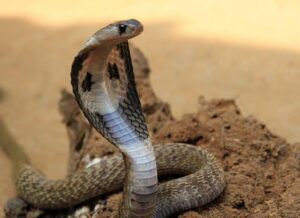 Egyptian Cobra