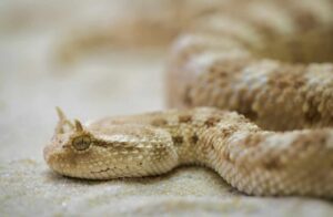 Horned Viper