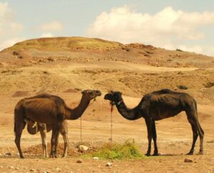 Dromedary Camel