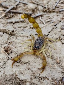 Deathstalker Scorpion