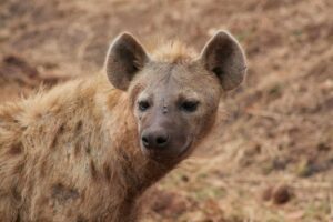 Spotted Hyena