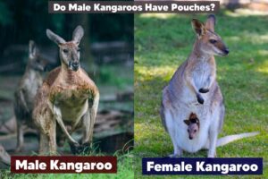 Male kangaroo and female kangaroo