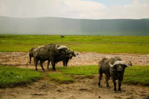 Can Animals Get Out of the Ngorongoro Crater?