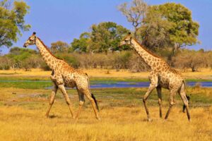 Can you swim in the Okavango Delta?