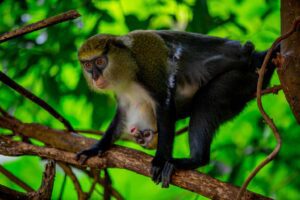 Cities with a High Monkey Population in Nigeria