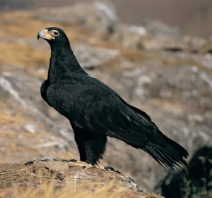 Verreaux’s Eagle