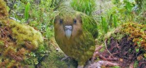 Kakapo