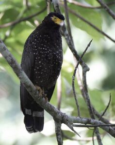 Andaman Serpent Eagle