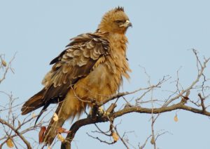 Wahlberg’s Eagle