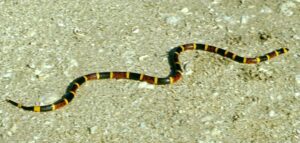 Coral Snake