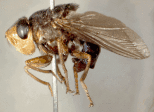 The Human Botfly
