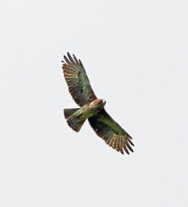 Pygmy Eagle