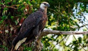 Madagascar Fish Eagle