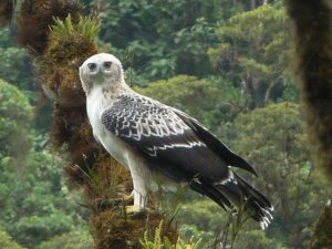 New Guinea Eagle
