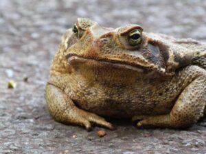 Cane Toad