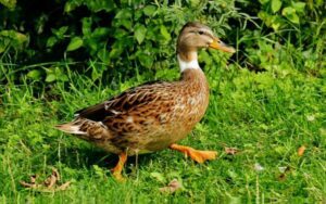 Ducks