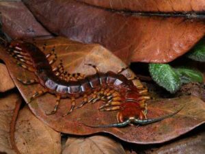 Giant Centipede