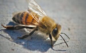 Africanized Honey Bees