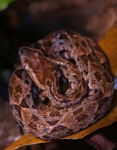 Fer-de-Lance Snake