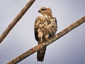 Congo Serpent Eagle
