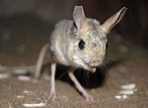 Jerboa