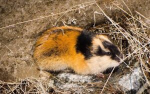 Norwegian Lemming